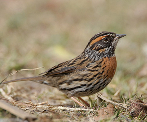 Хайруулдай (Хималайн хайруулдай)